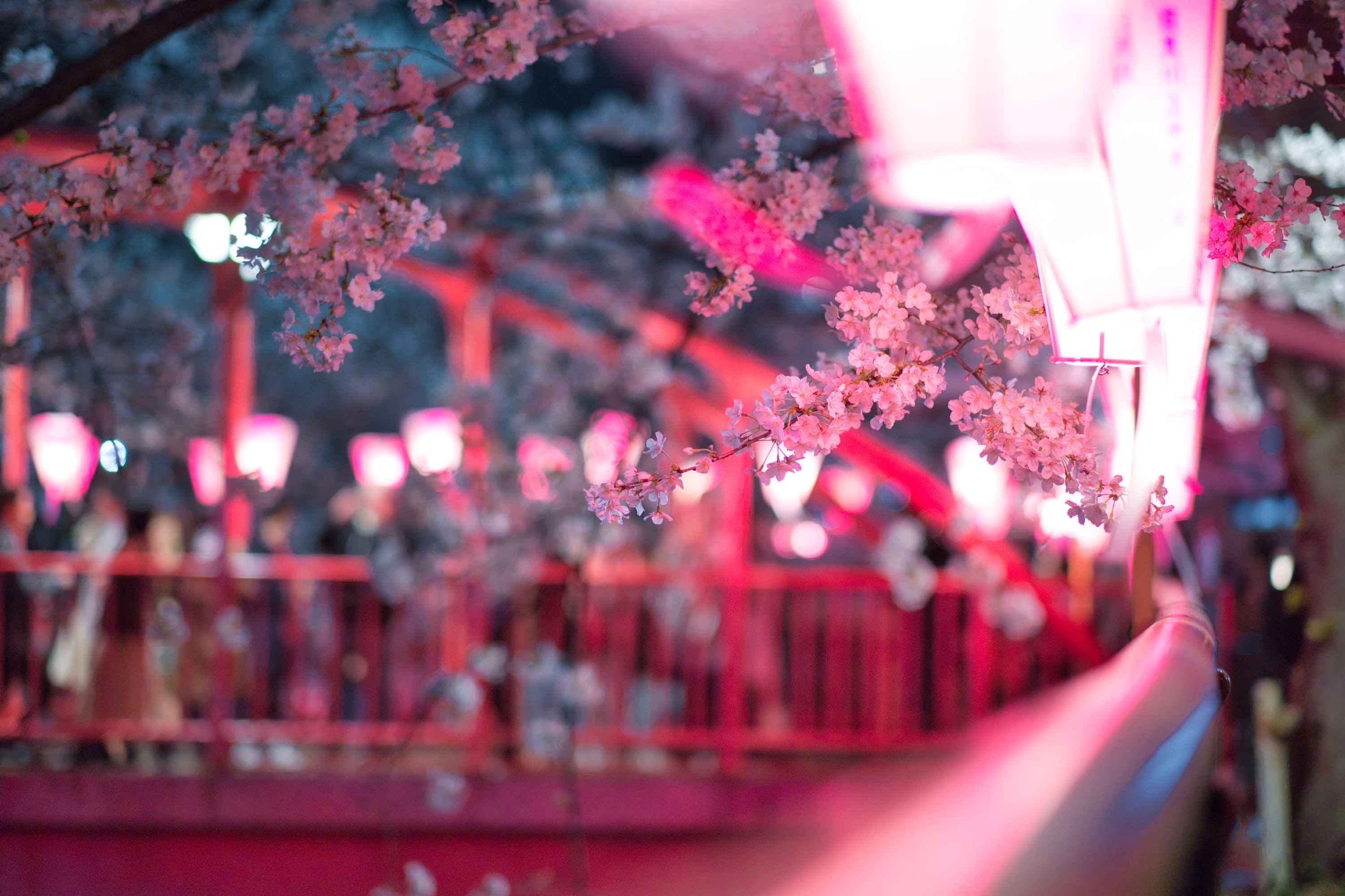 sakura cerisiers fleurs rose