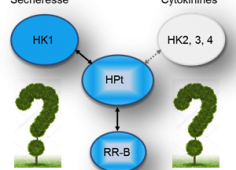 Question HK Question HK