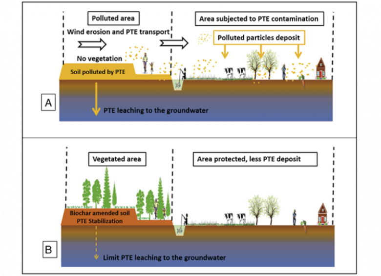 Phytostabilization process
