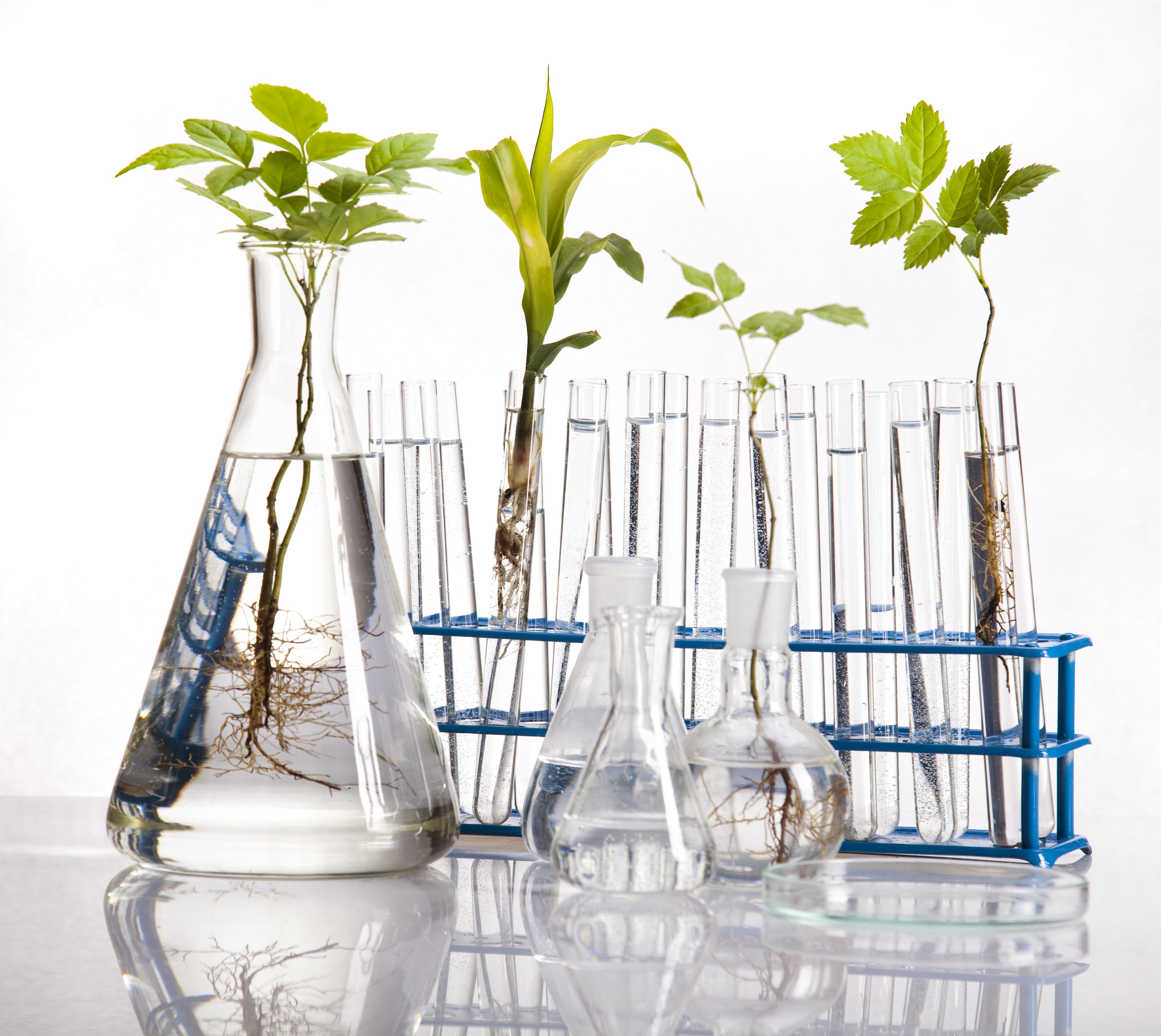 COST_PLANTES Plantes Manipulation