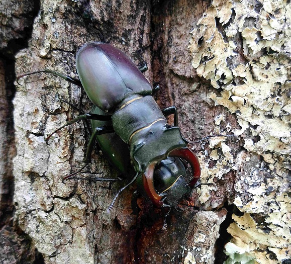 COST_BIO_INSECTE COST_BIO_INSECTE