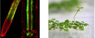 Racine Arabidopsis Racine Arabidopsis