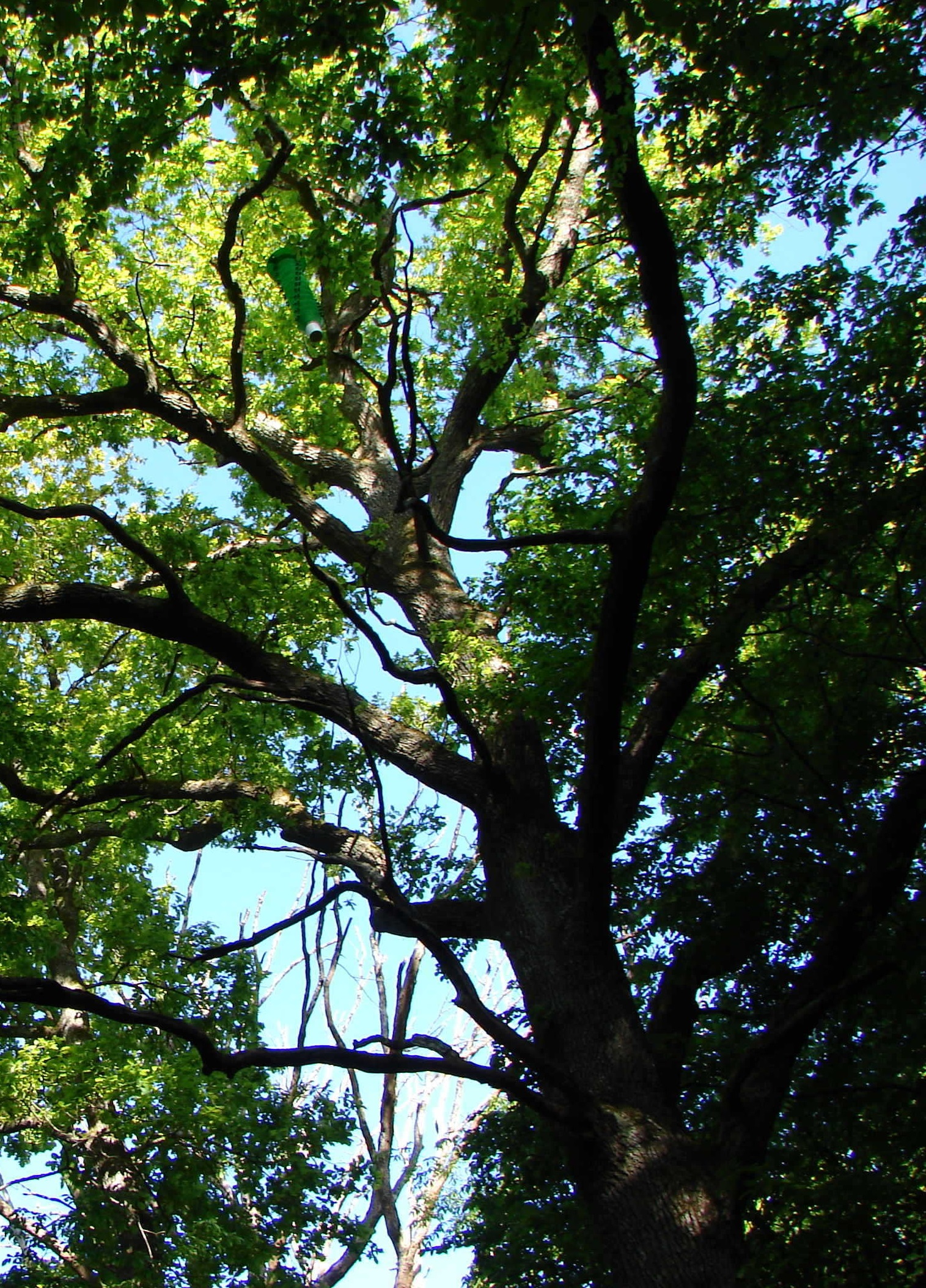 COST_BB_Arbres COST_BB_Arbres