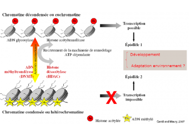 Schema epigenetic Schema epigenetic
