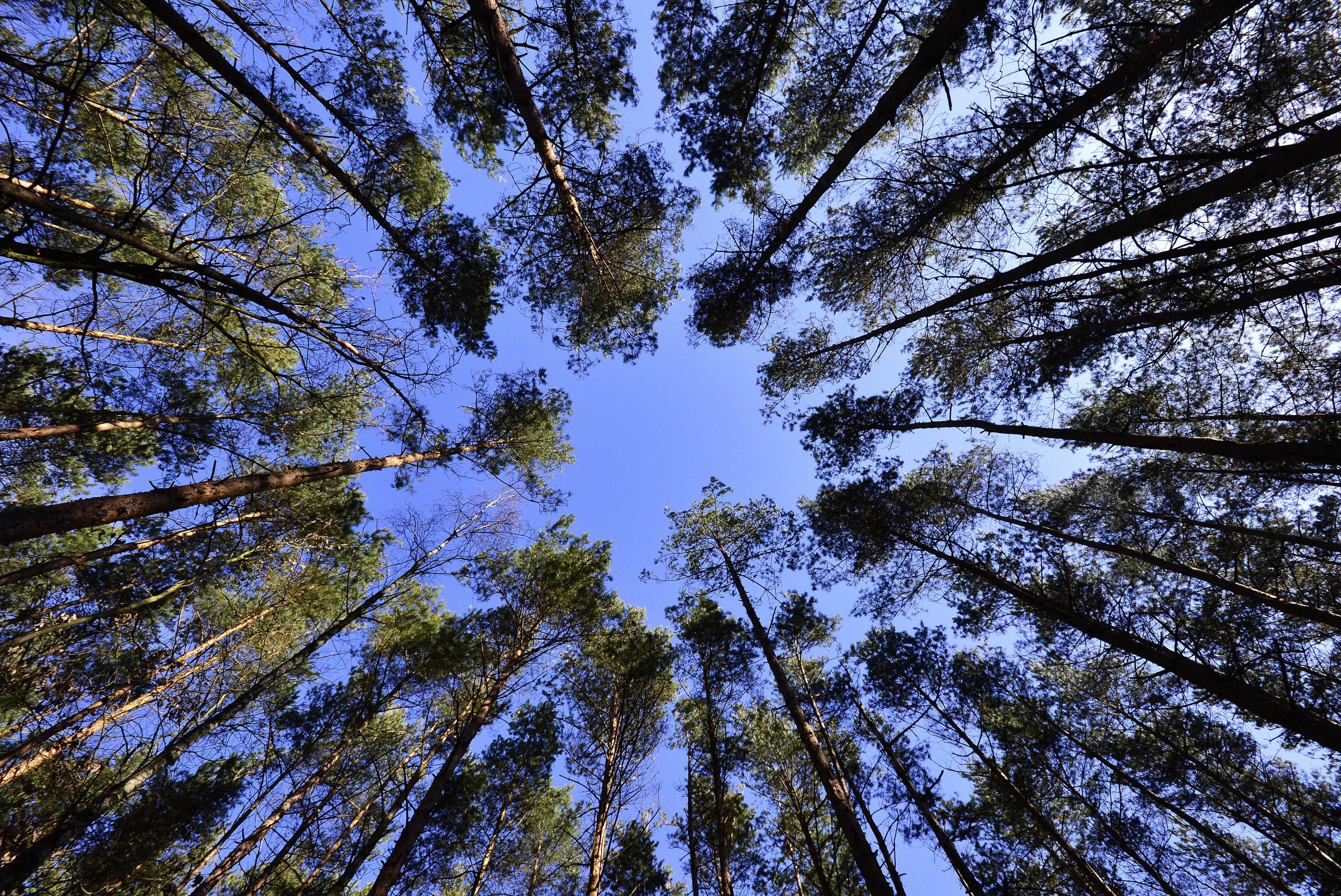 Arbres forêt