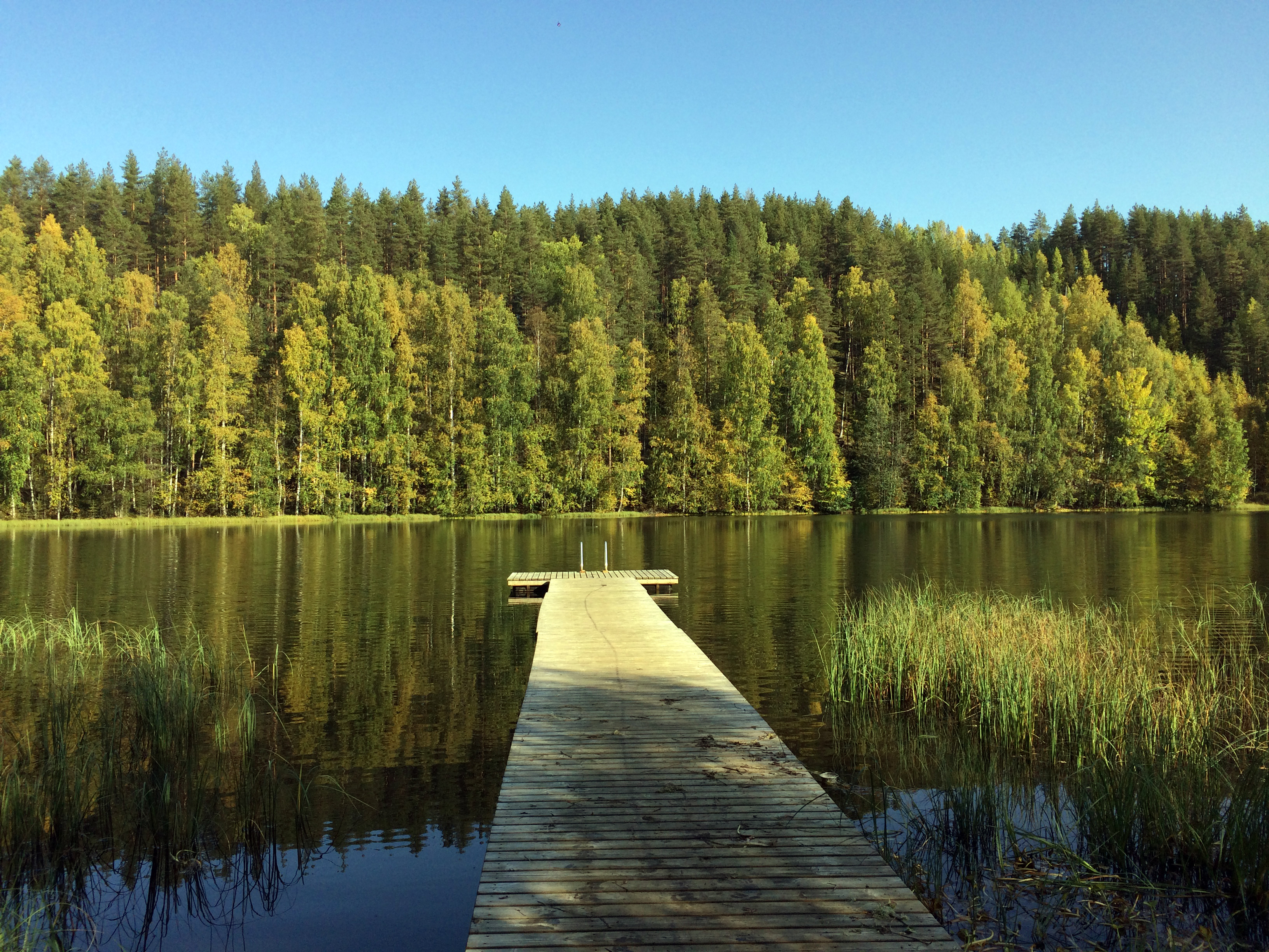 Forêt en Finlande