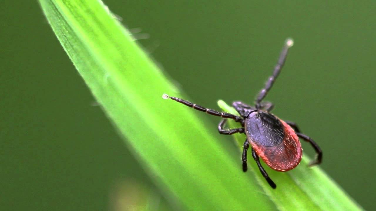 Ixodes ricinus