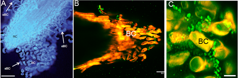 Cellules frontières