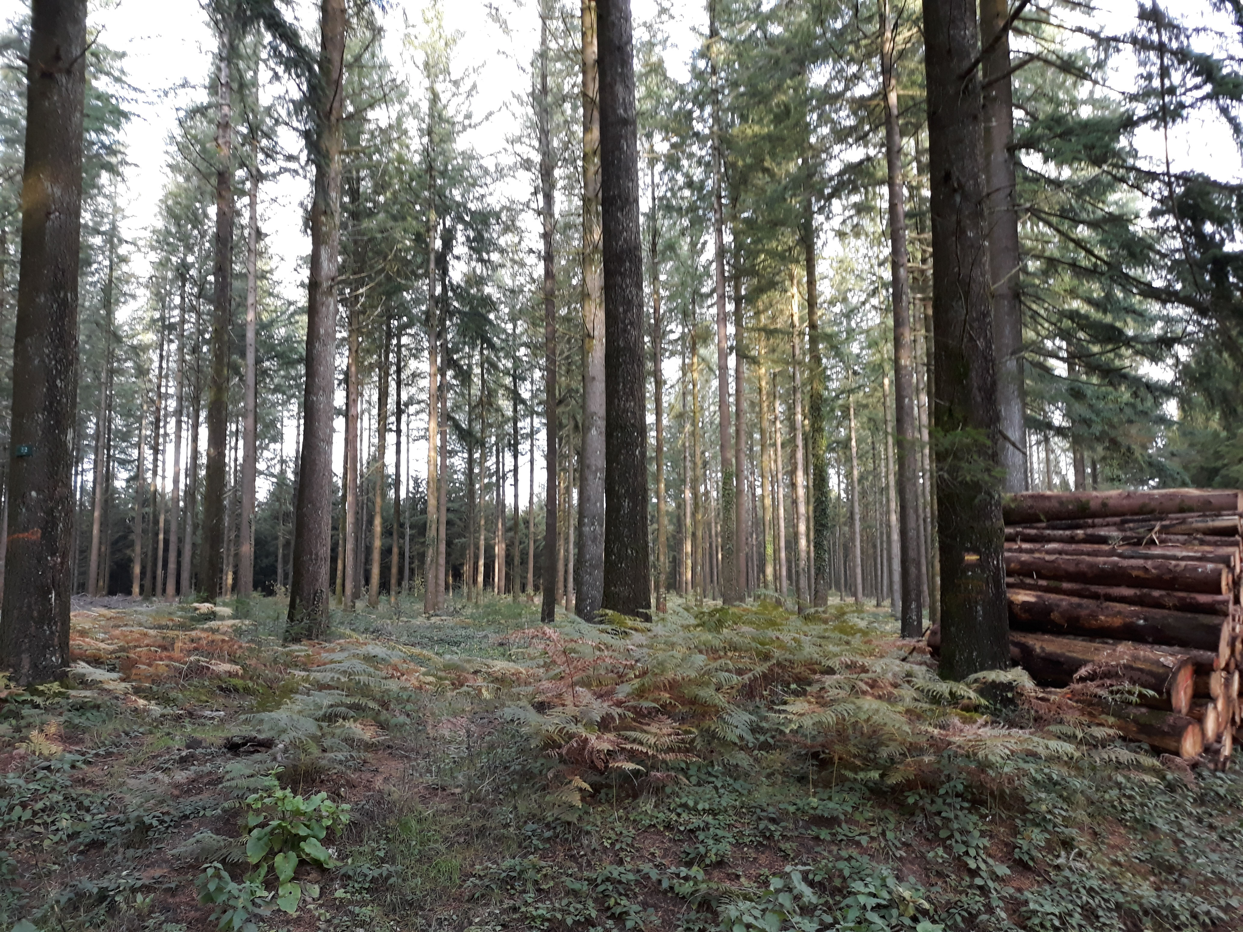 Forêt Forêt