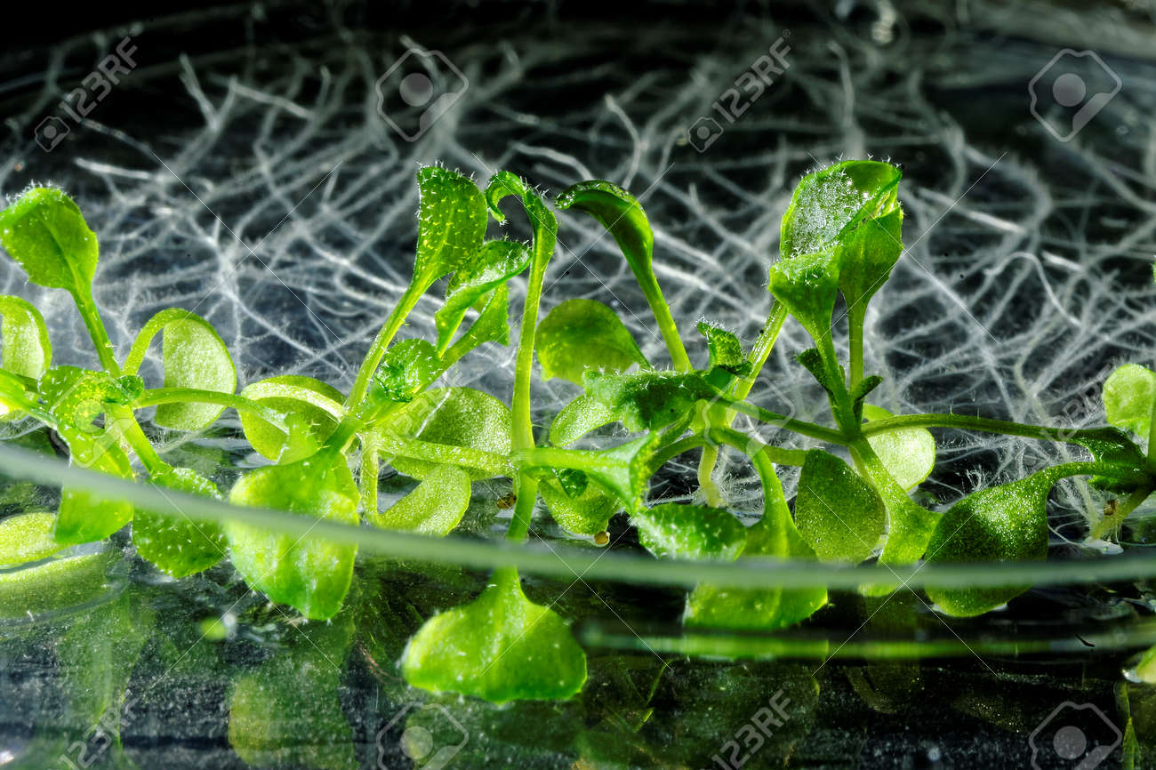Arabidopsis Arabidopsis