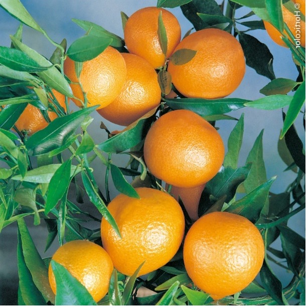 Oranges