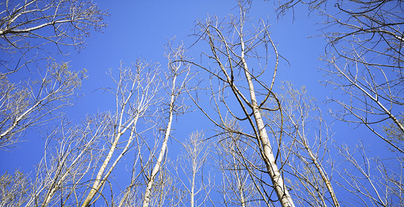 Arbres sécheresse Arbres sécheresse