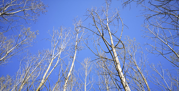 Arbres sécheresse