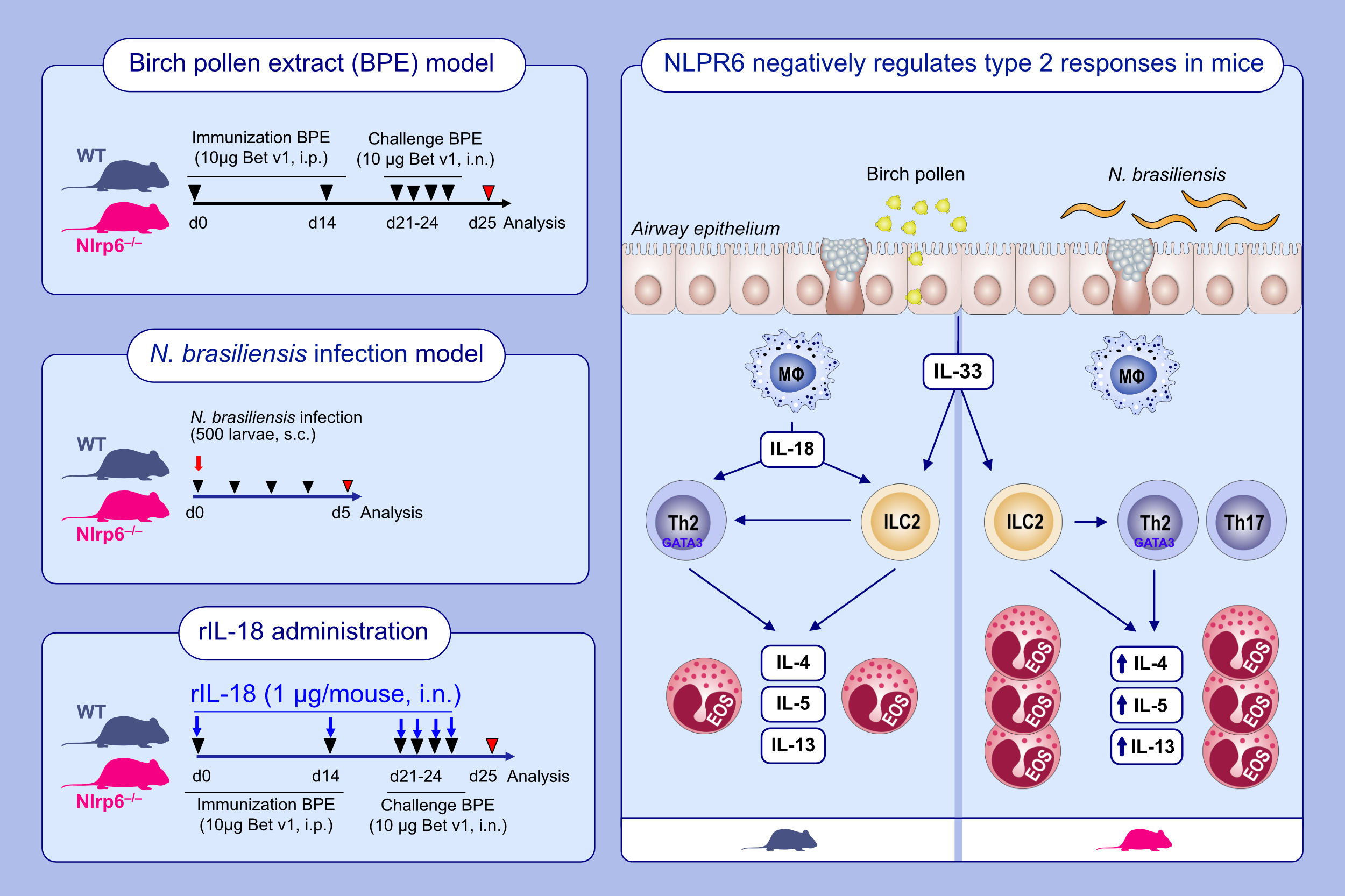 Rôle protecteur de l’inflammasome NLRP6 dans l’asthme allergique en réponse au pollen de bouleau inflamasome NLRP3 Chenuet