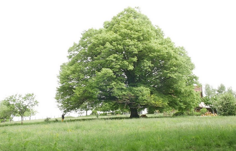 je_suis_un_arbre_qui_parle.png