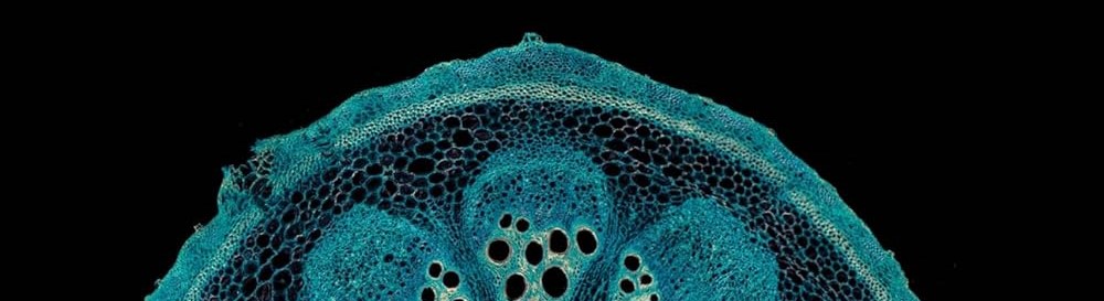 Microscopy, Magnification and Modernist Fiction: Micro-Modernism from Hardy to Beckett