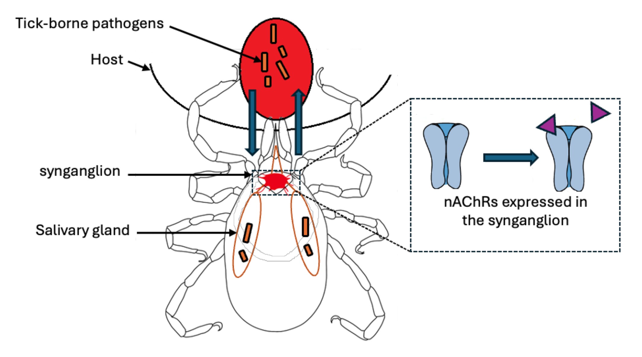 Soutenance de Monsieur BOUSSAINE 