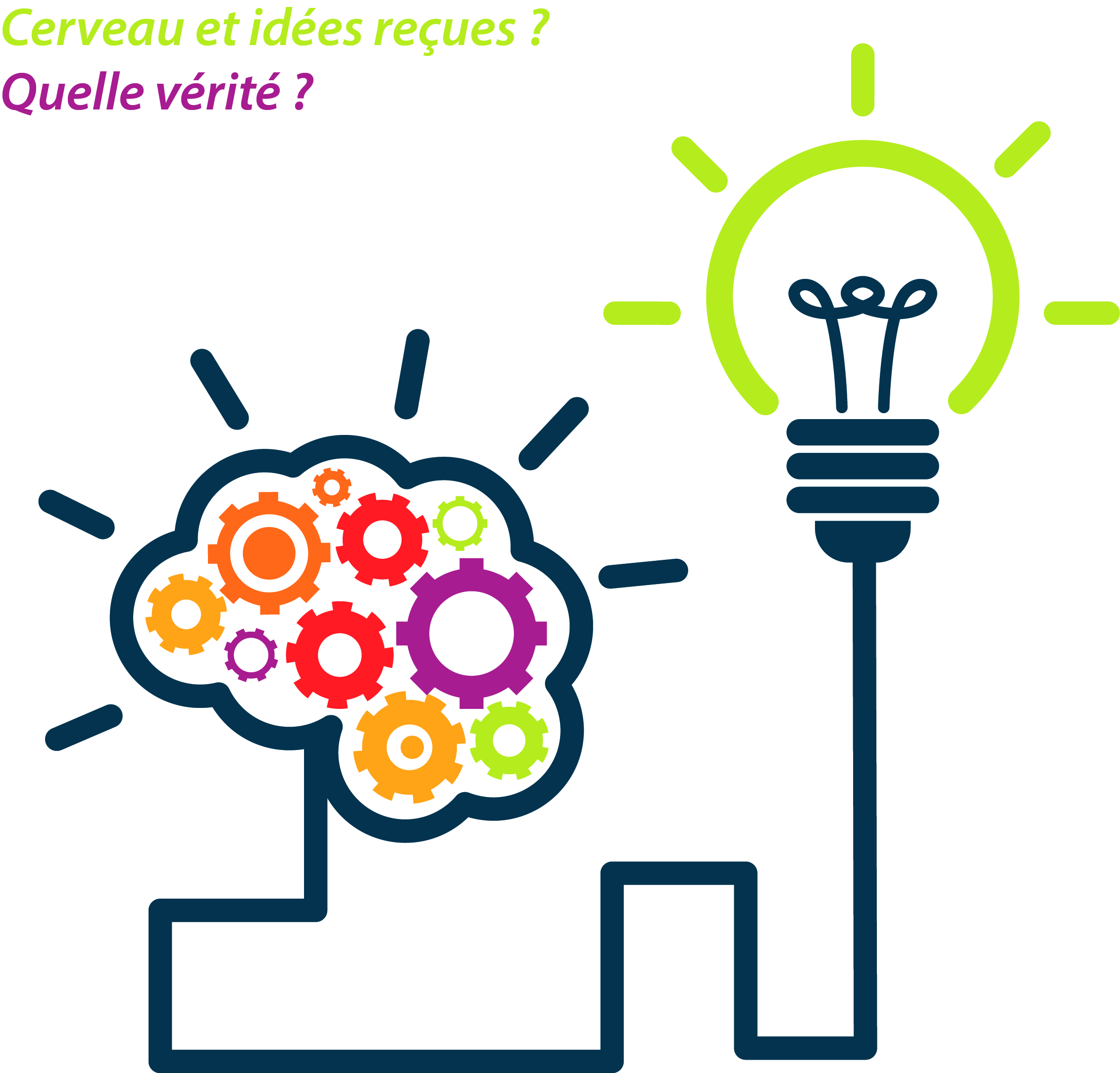 Visuel cerveau