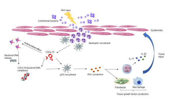 Skin wound healing depends on neutrophils and plasmacytoid dendritic cells Activation of pDC depends on commensal skin flora