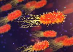 COST_BACTERIES Bactéries