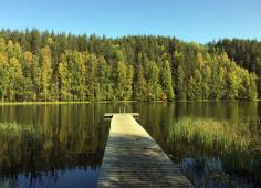 Forêt en Finlande