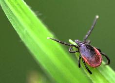 Ixodes ricinus