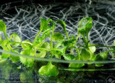 Arabidopsis Arabidopsis