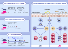 inflamasome NLRP3 Chenuet