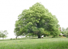 je_suis_un_arbre_qui_parle.png