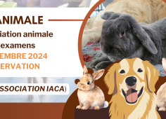 Photo d'un lapin, image d'un chien, et de lapins. Reprise du texte de l'actu.