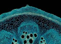 Microscopy, Magnification and Modernist Fiction: Micro-Modernism from Hardy to Beckett