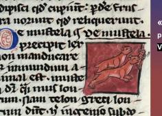 Bannière_Mustélidés