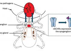 Soutenance de Monsieur BOUSSAINE 