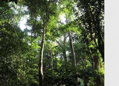 agriculture Côte d'Ivoire