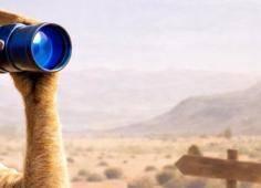 cesure_carrousel_2026