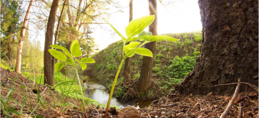 image d'une jeune pousse de plante dans une foret avec un petit canal en fond