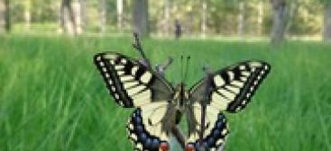 Papillon