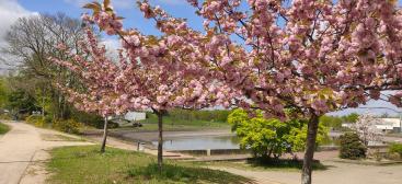 Arbre_fleurs_3