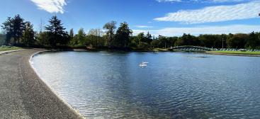cygnes_lac