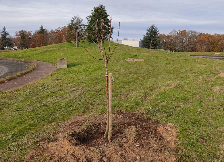 Arbre planté autour du lac