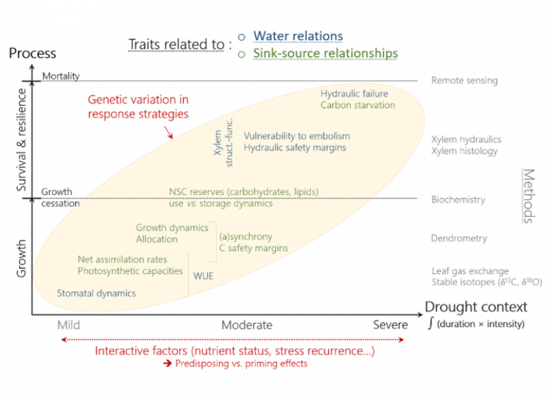scales, processes, related traits and methods to study tree physiological responses to water deficit