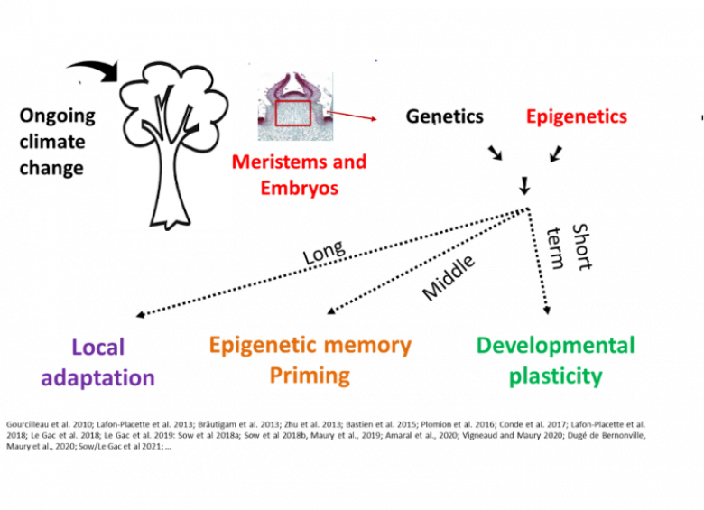 How epigenetics in trees can play a role in plasticity, priming and adaptation 