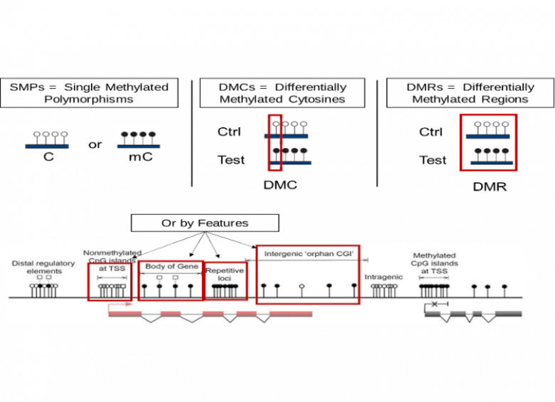 Study of DNA methylation at different scales