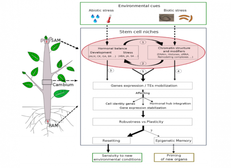 Interplay between epigenetics and hormones to control plant plasticity in meristems