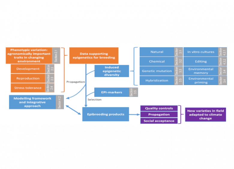 Use of epigenetics in crop breeding strategy