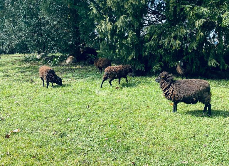 Moutons dans l'enceinte du château