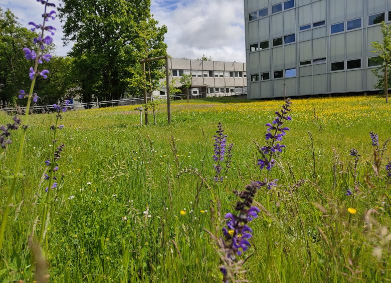 Photo d'un espace enherbé non fauché