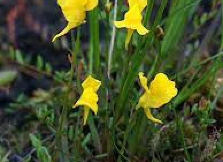 Utricularia