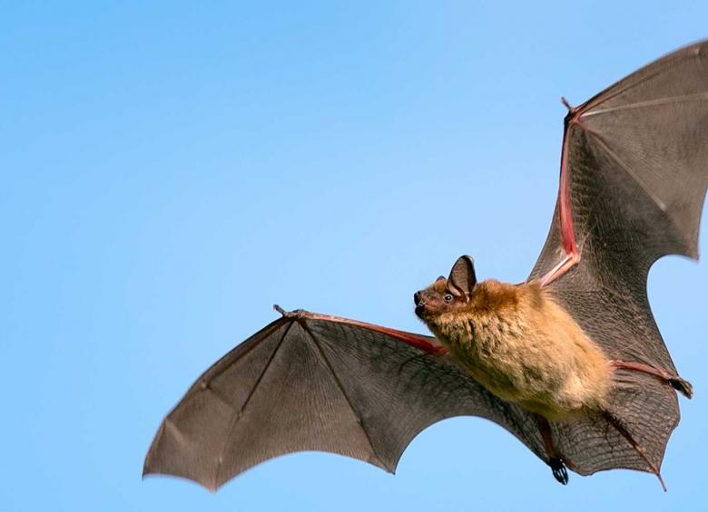 Chauve-souris