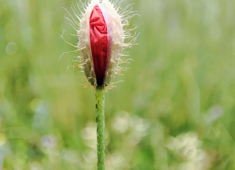 Coquelicot